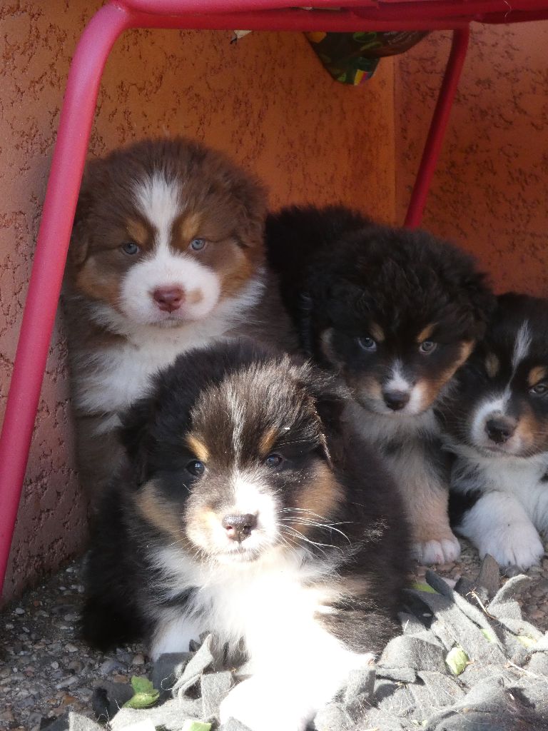 chiot Berger Australien Du Sentier De La Beaume